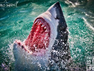 White shark diving Gansbaai – This is my shark life