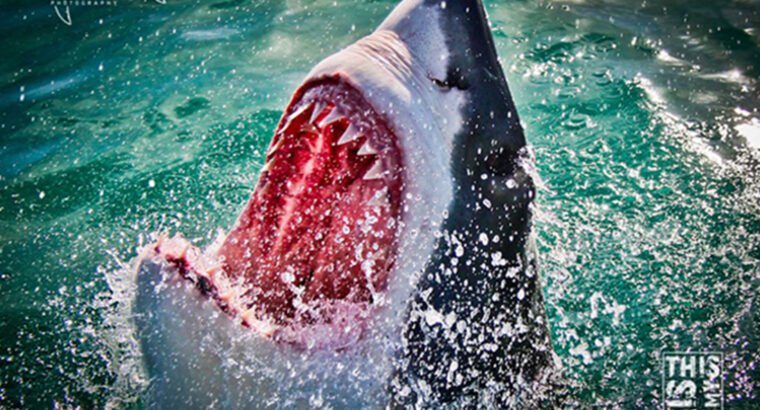 White shark diving Gansbaai – This is my shark life