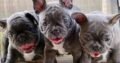 French Bulldog Puppies For Sale Near Me