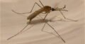 will pest control get rid of mosquitoes