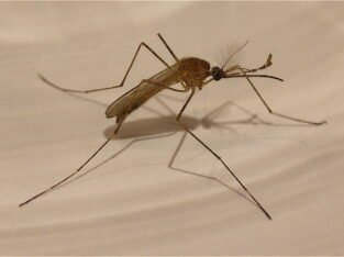 will pest control get rid of mosquitoes