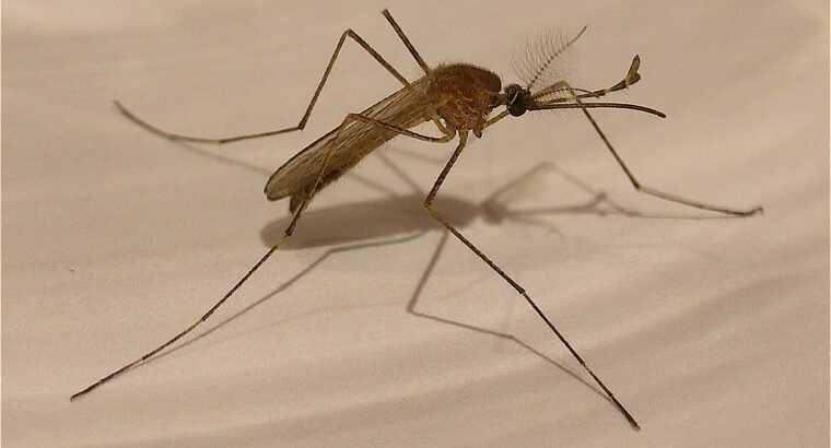 will pest control get rid of mosquitoes