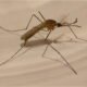 will pest control get rid of mosquitoes