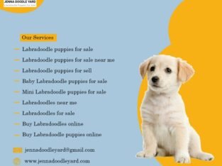 Labradoodle Puppies for Sale, Labradoodle Dogs for Adoption – Jenna Doodle Yard