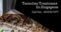 Termites Control Services Singapore