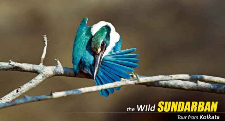 25th & 31st New Year Special Sundarban Package Tour From Kolkata – Limited Rooms, Book Now