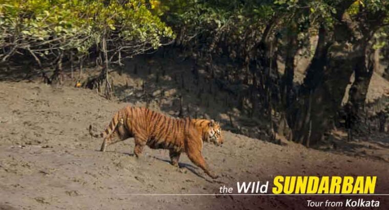 25th & 31st New Year Special Sundarban Package Tour From Kolkata – Limited Rooms, Book Now